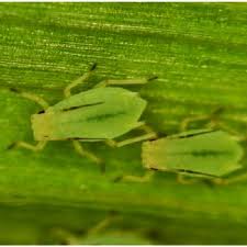 I'm not sure it works yet. Pdf Greenbug Hemiptera Aphididae Biology Ecology And Management In Wheat And Sorghum