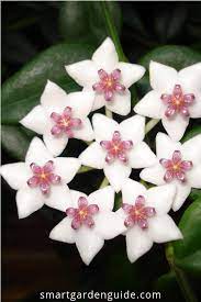 Hindu Rope Plant Care Guide Learn To Grow The Hoya Carnosa Compacta Easily The Most Beautiful Flowers You Will Find O Hindu Rope Plant Plants Amazing Flowers