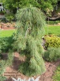 Image Result For Ornamental Pine Trees Ornamental Trees Planting Flowers Horticulture