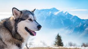 The alaskan malamute features a powerful, sturdy body built for stamina and strength. Alaskan Malamute Rassebeschreibung Purina