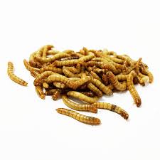 1 000 Medium Mealworms