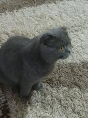 Scottish Fold Konya Fiyatlari Ikinci El Sifir Kiralik Ilanlar