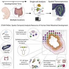 Stainless steel vertical heat detector 725 degrees. Spatiotemporal Analysis Of Human Intestinal Development At Single Cell Resolution Sciencedirect