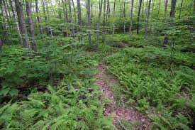 Hike for 1.5 miles, enjoying state forests are wonderful places to visit year round, especially if there are areas suitable for winter sports. Western Mass Site 4 Savoy Mountain State Forest Trailrunningsites