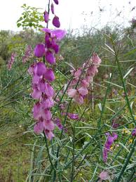 Image result for Polygala macrostigma