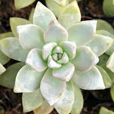 Check spelling or type a new query. Ghost Plant Graptopetalum Paraguayense Mcg