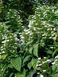Image result for Rhinacanthus zambesiacus