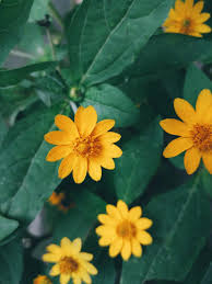 Kali ini saya akan memberikan tutorial cara memperbaiki windows 10 berwarna orange kuning pada dekstop serta sangat terlihat jelas jika and. Zinnia Angustifolia Bunga Kuning Bunga Bunga Kertas