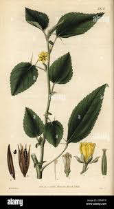 Image result for Corchorus olitorius
