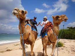 12 a camel riding date in the desert free online. Pin On Travel Bali
