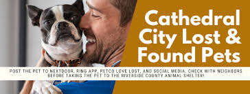 Found pregnant dog in Cathedral City