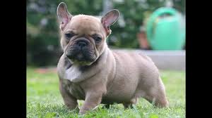 Does she sleep in the kitchen behind the gate or does she sleep with you in your. French Bulldog Talking Funny French Bulldog Videos Compilation Youtube