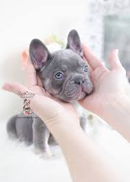 Black And Tan Frenchie Cost Lilac And Tan French Bulldog Puppy Bulldog Puppies Teacup Puppies French Bulldog Puppies