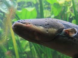 Science Proves Electric Eels Can Leap From Water To Attack Science Nature Electric Eel News Today