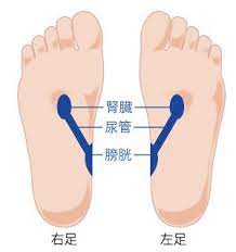 足つぼダイエットに効く５つのツボ 食欲抑制やむくみ解消に効果的 キレイのネタが100個ある新 美容ブログ 足つぼ むくみ 解消 寝る前 ダイエット