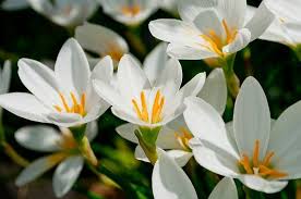 When to water water your plants regularly during their growing period, and especially during dry spells. Rain Lily White Bulbs Online India Delivery To Door Step Fast Shipping