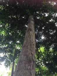 Image result for Podocarpus latifolius