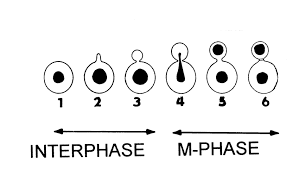 Check spelling or type a new query. Schematic Drawing Of Six Morphologically Distinct Stages In The Cell Download Scientific Diagram