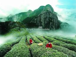 Been to better tea gardens than this in darjeeling and dooars. A Beautiful Tea Plantation In Mount Wuyi Wuyi Mountains Photos Fujian