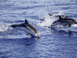 Din nefericire, nu vom mai putea colecta ulei uzat în noua locație. Marea NeagrÄƒ Mai PrietenoasÄƒ Pentru Delfini In 2018 Romania Libera