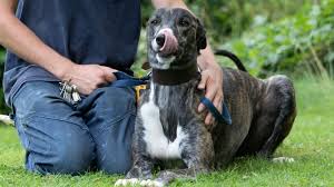 Healing paws animal rescue was founded by a british expat sue deeth. Coronavirus Dog Shelters Struggle As Lockdown Dries Up Funds Bbc News