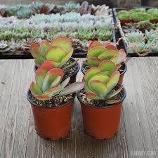Image result for Kalanchoe latisepala