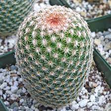 Flowers white within, yellowish without, to 25 cm 9.8 in long pericarpels with long white hairs. Mammillaria Matudae Thumb Cactus Large Pink Flower Crown Cactus Hot Pink Flowers