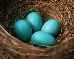 Pin By Hissetyasami On Turquoise And Robin S Egg Blue Robins Egg Blue Robins Egg Beautiful Birds