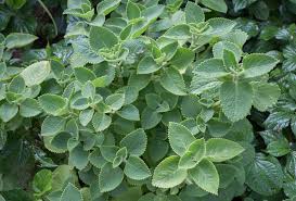 Image result for Plectranthus alboviolaceus