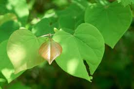 This plant is one of the most common ornamental vines around, so it's likely that you can see it in bloom almost all over the world. Heart Shaped Leaves