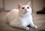 Domestic Shorthair Cat Facts - ASPCA Pet Health Insurance