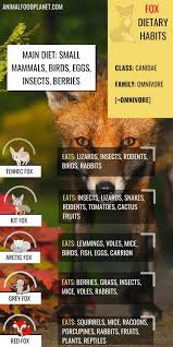 Some have been rescued as kits and brought up with cats. Here S What Foxes Really Eat Amazing Fox Facts