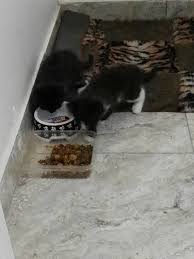 1 قطط شيرازي مخلط مع بلدي عمر شهرين Eagles Vet Clinic And Pet Hotel Facebook