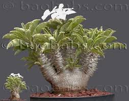 Image result for Pachypodium saundersii