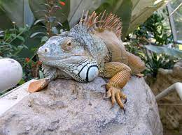 Animals They Fascinate Me And I Like To Observe Them People Are Always Reminding Me Of Animals And Vice Versa Animals Fascinating Lizard