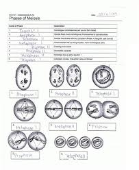 Learn vocabulary, terms and more with flashcards, games and other study tools. Phases Of Meiosis Worksheet Answers 3a09ba494958c583a6939560e15f558d Scripts Geturgently Com