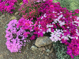 Image result for Lampranthus spp.