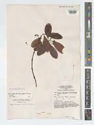 Image result for Euclea schimperi