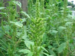 Image result for Amaranthus hybridus