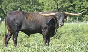 Breeds Texas Longhorn The Cattle Site