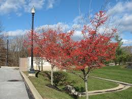 Hawthorn Winter King Fruit Driveway Landscaping Hawthorn Tree Front Landscaping