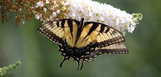 Image result for Osteospermum barberiae