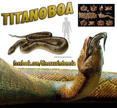 Ular yang pernah dijadikan sebuah film ini memiliki ukuran dengan panjang 45 kaki atau setara dengan 13 meter. Dunia Purbakala Request Andy Juang D Inilah Dia Ular Terbesar Yang Pernah Ada Titanoboa Hidup Di Periode Awal Paleogen 60 58 Juta Tahun Lalu Kerajaan Animalia Filum Chordata Kelas Squamata