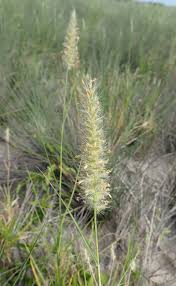 Image result for Sclerodactylon macrostachyum