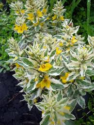 Вербейник точечный «Александр», пестролистный, купить ...