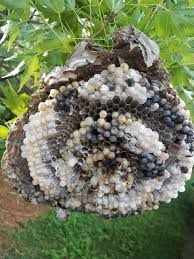 Bald faced hornet nest images. Bald Faced Hornet Nest Bull Mcguire S Pest Control Facebook