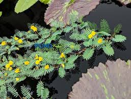 Which will improve the survival rate of your fish fry and baby shrimp. Buy Jurassic Water Lettuce Pista Stratiotes Great Pond Megastore