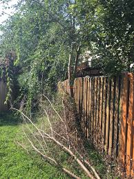 Small shade trees along fence. Inspect Your Fence For Dangerous Volunteer Trees Blake Landscapes