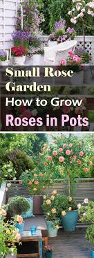 Pin On From The Garden To The Table Recipes For Life