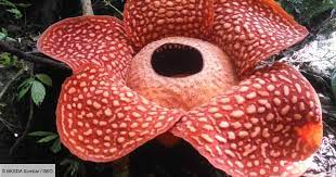 Une fleur de 2 mètres de haut, d'un diamètre de plus d'un mètre et pesant 75 kilos. La Plus Grande Fleur Du Monde Decouverte Dans Une Reserve En Indonesie Geo Fr